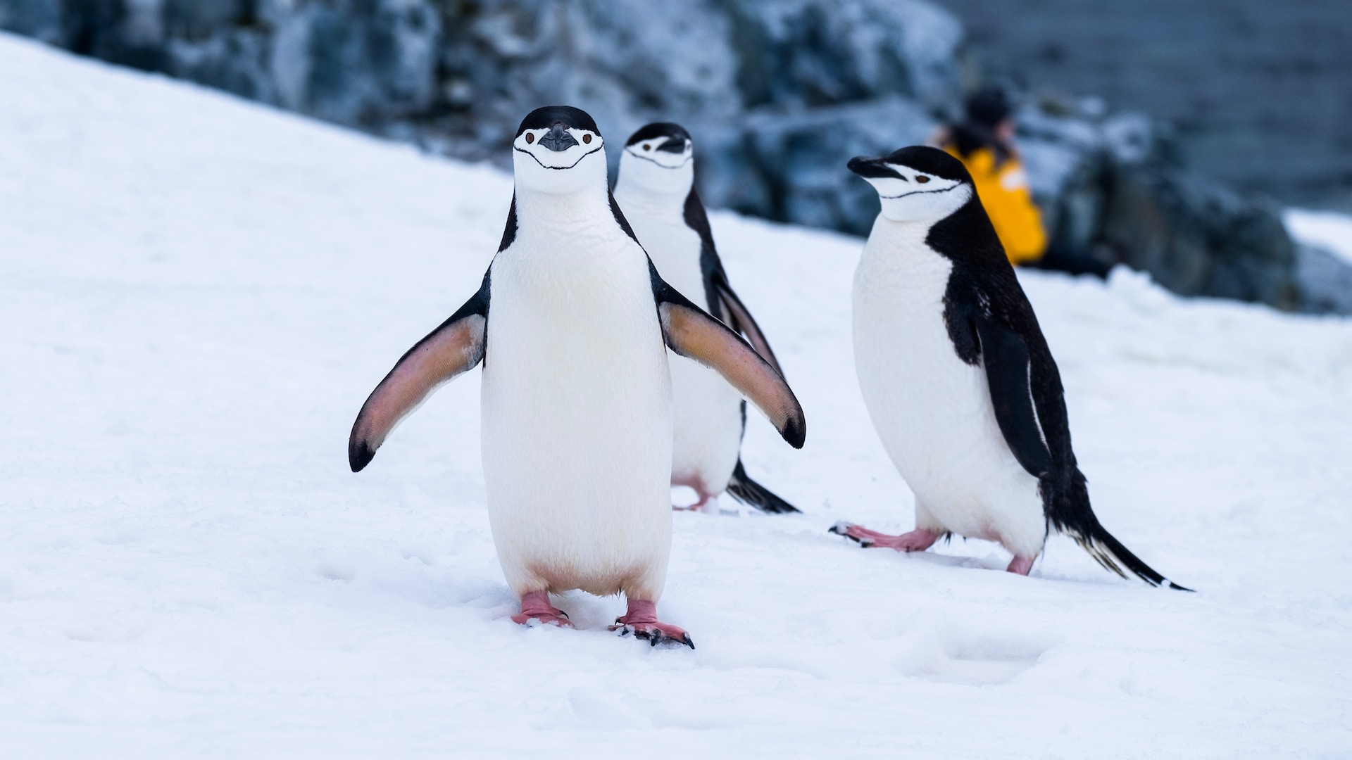 Los pingüinos barbijo duermen miles de veces al día durante segundos