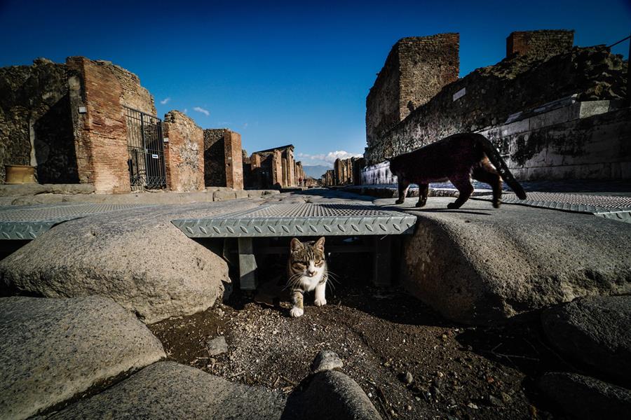 Los gatos domésticos en libertad pueden ocasionar impactos ecológicos