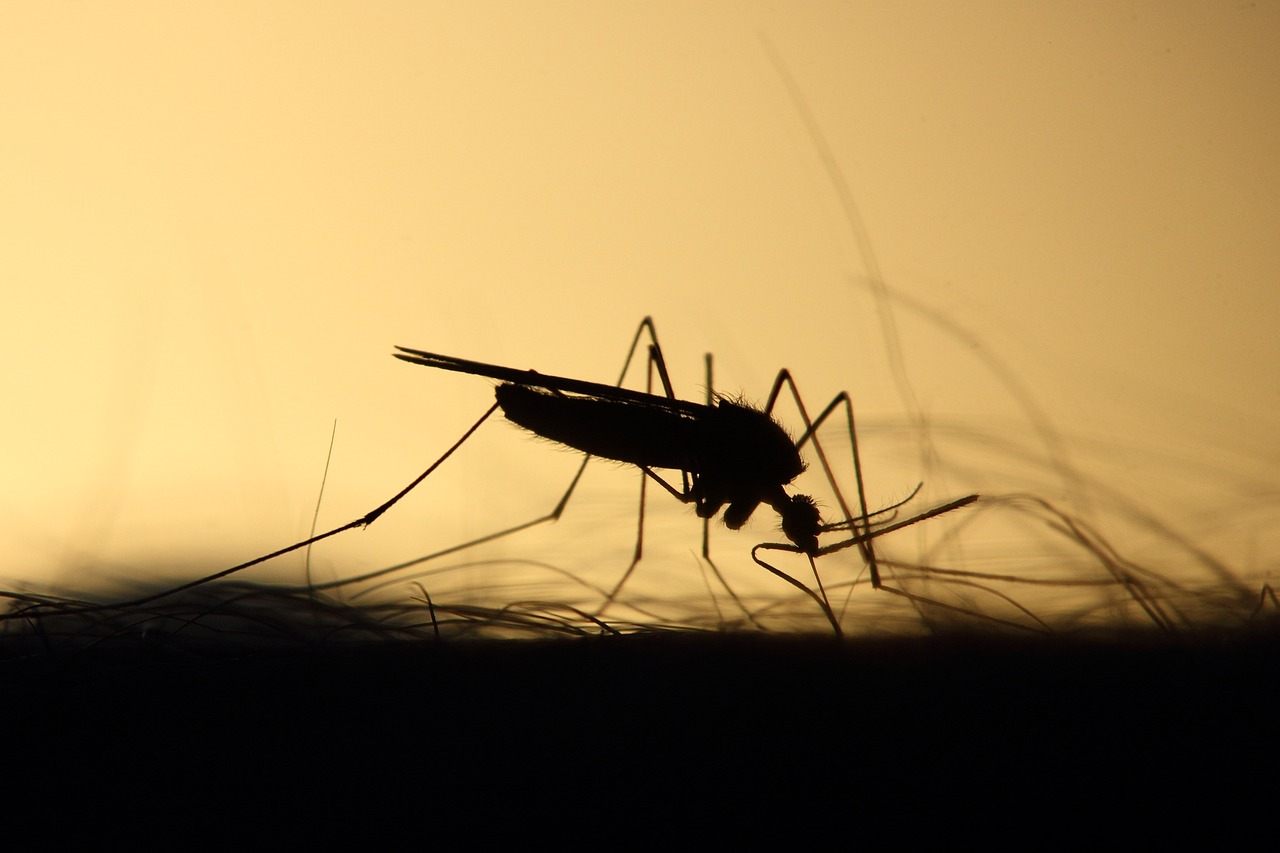 Un fósil de mosquito sugiere que los machos succionaban sangre