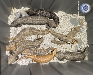 AUSTRALIA-WILDLIFE-ENVIRONMENT-CRIME