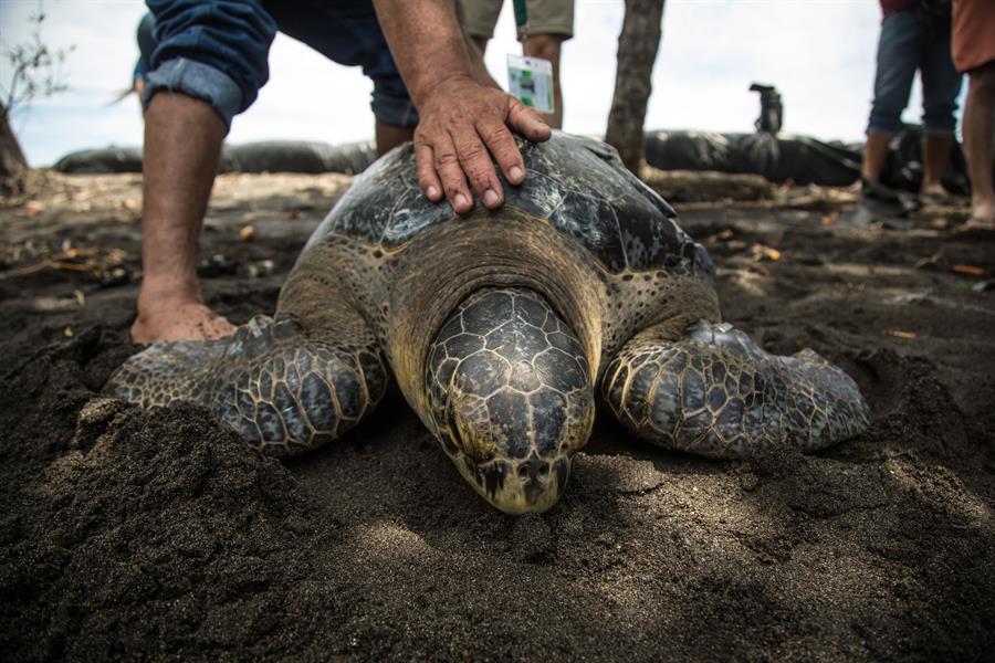 Inician seguimiento al anidamiento de tortugas verdes en las Islas Galápagos