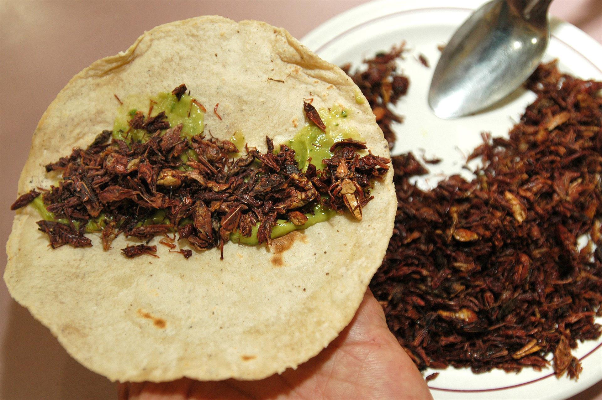 Comer chapulines: un proyecto contra la desnutrición en México