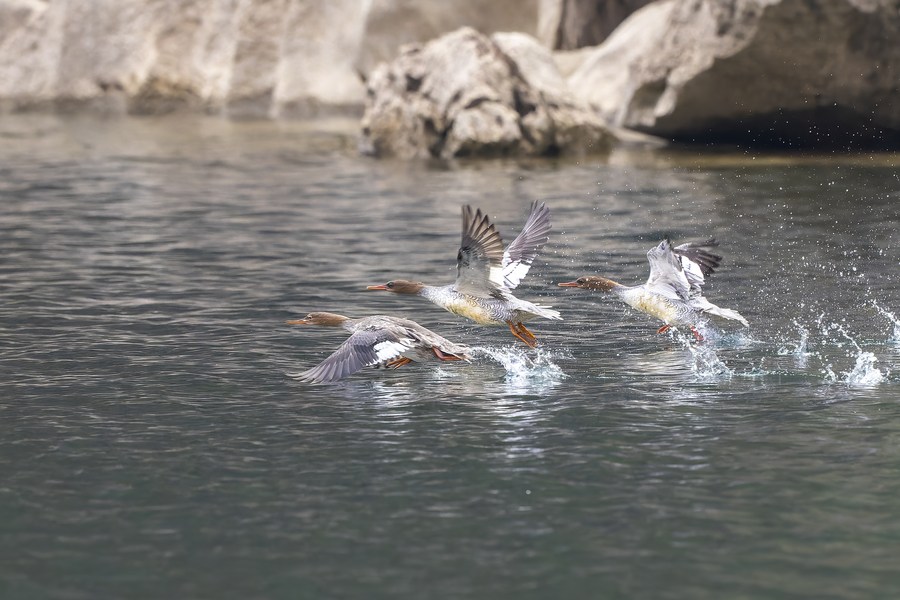 Ave en peligro de extinción inverna en suroeste de China