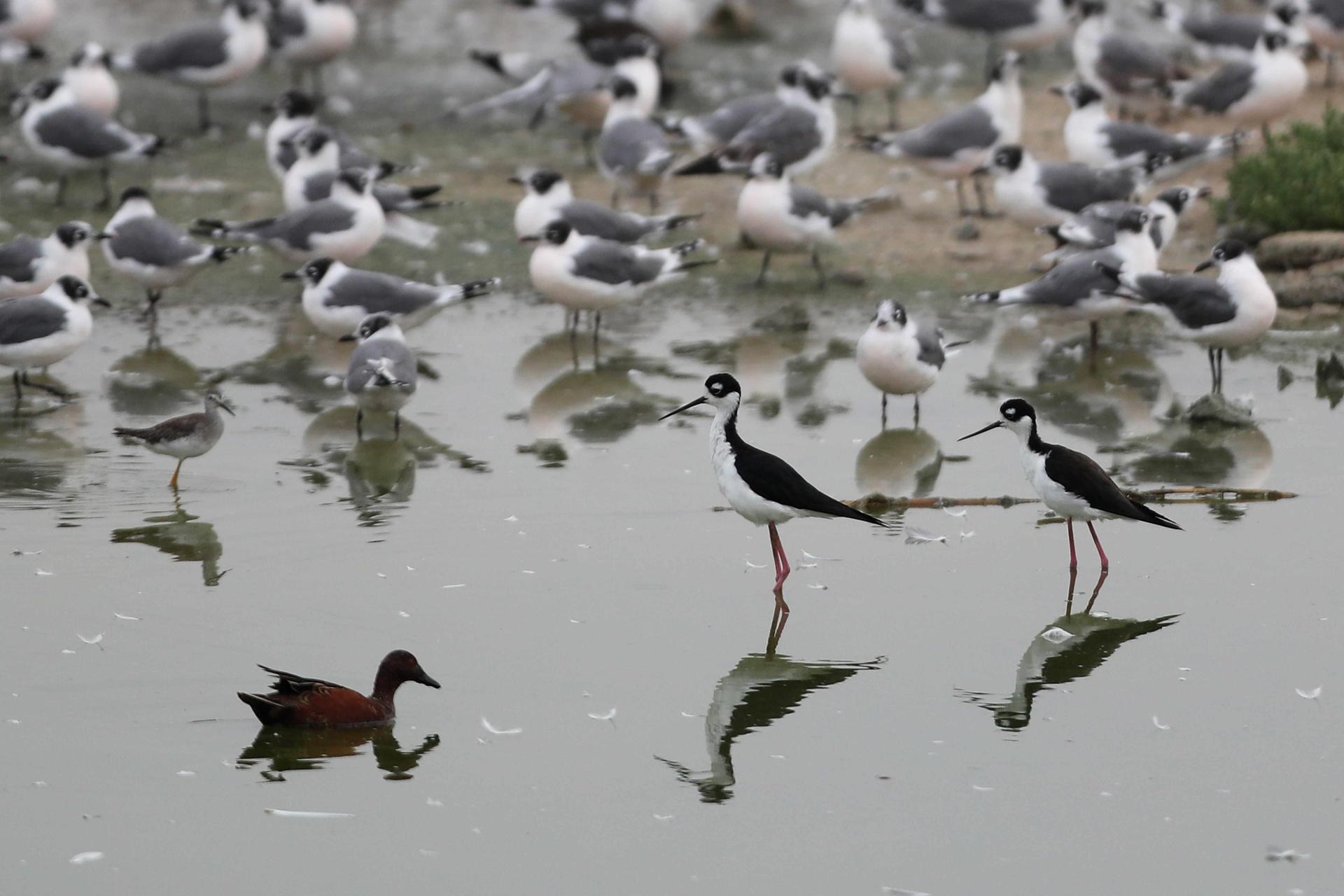 Perú: el país con la mayor diversidad de aves en el mundo