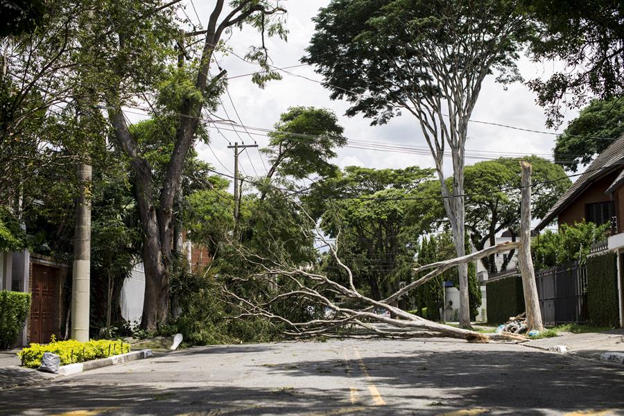 Un estudio avisa del alto riesgo de extinción de los árboles en el este de Sudamérica