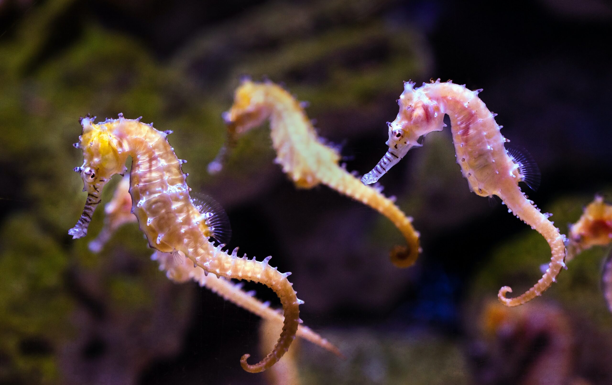 Mar Piccolo, un tesoro biodiverso amenazado por tráfico ilegal