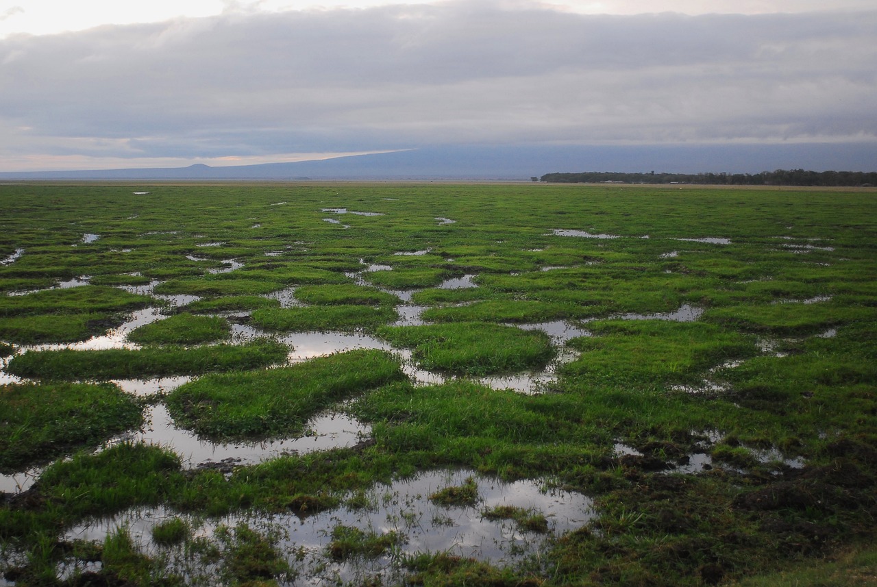 Las marismas, eficaces en la captura de carbono