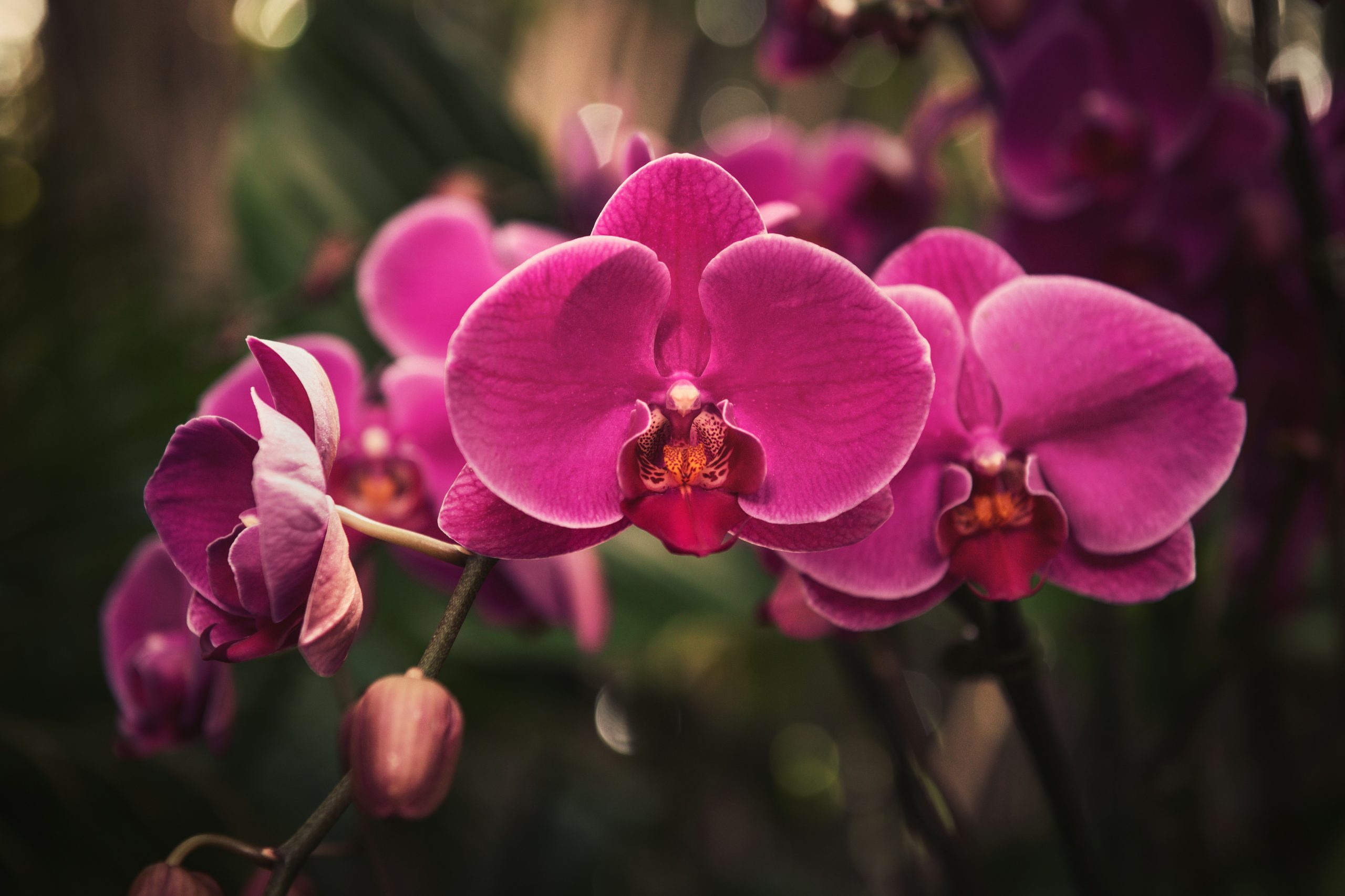 Descubren una orquídea, un tesoro escondido de la biodiversidad andina