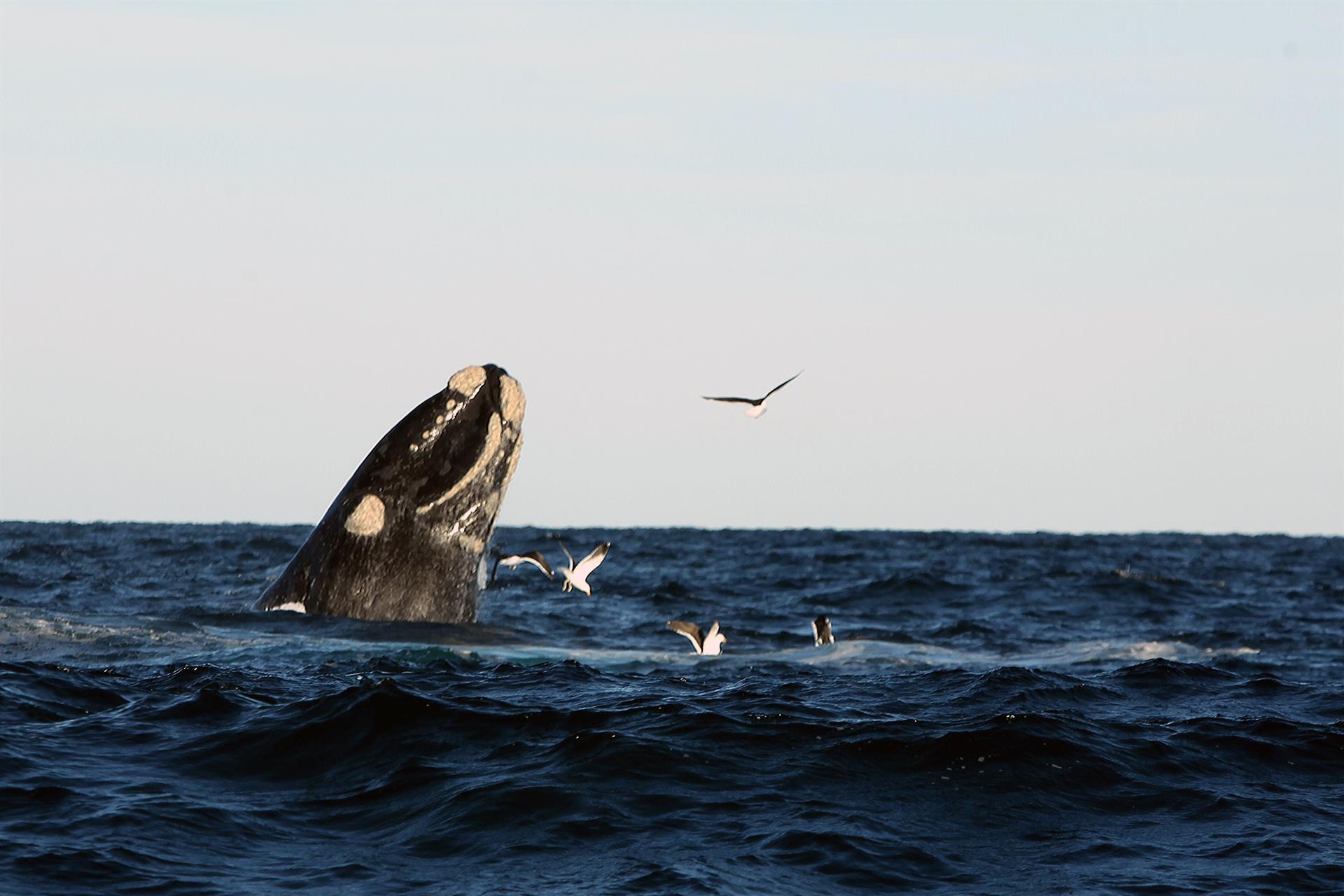 Ballenas Francas cautivan a científicos en la Península Valdés