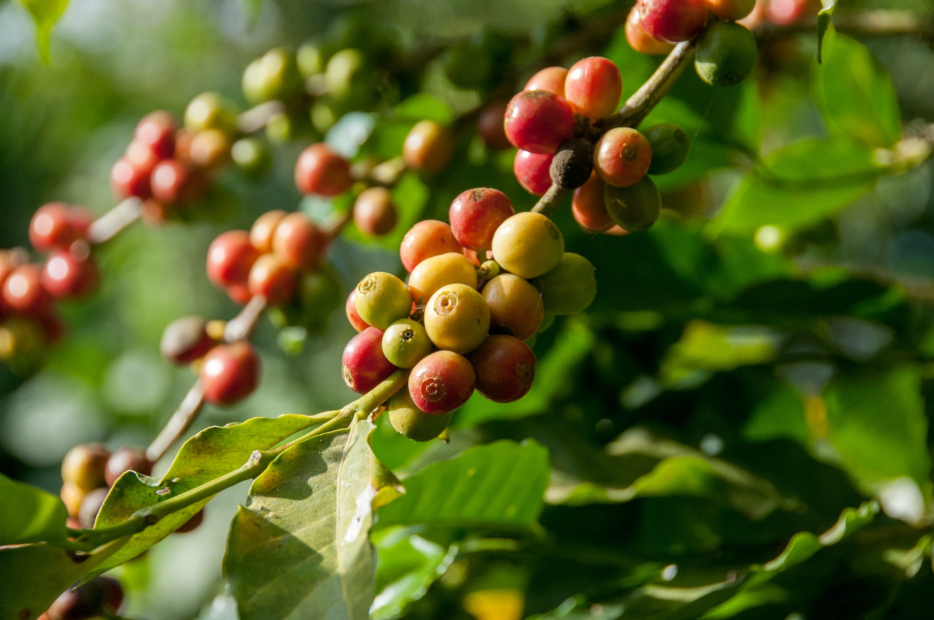 Costa Rica adopta el cultivo sostenible para producir su café