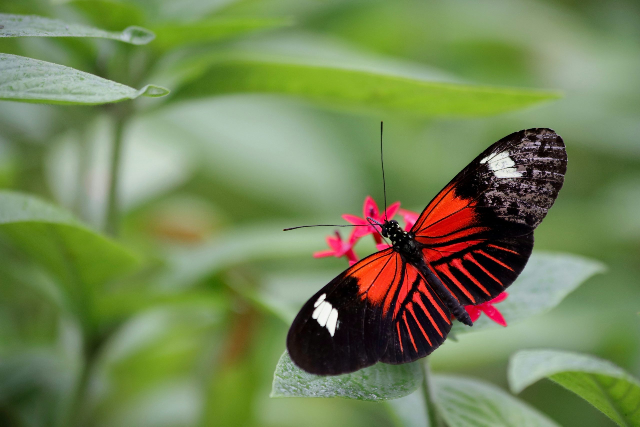 Perú inaugura un mariposario con más de 500 ejemplares