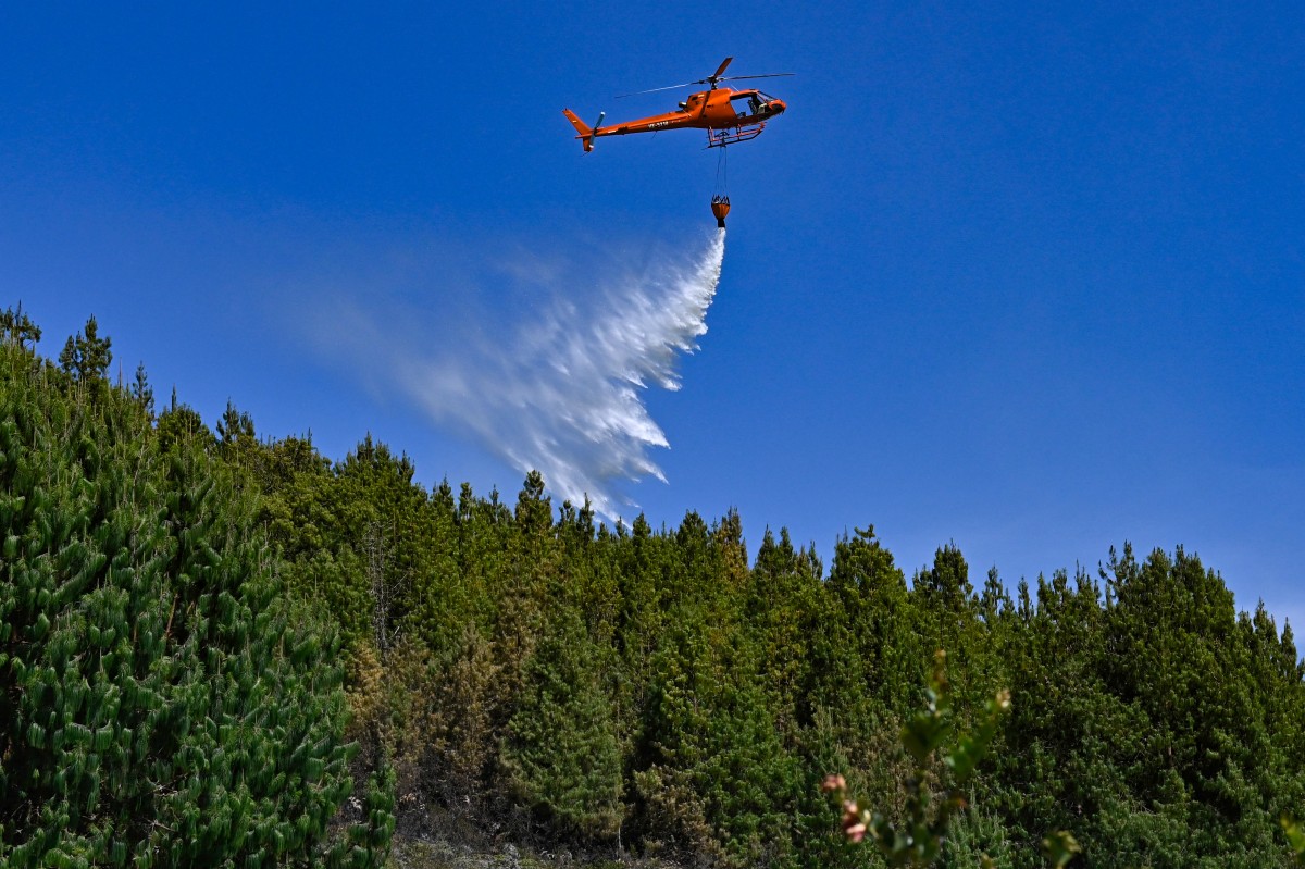 Vegetación invasora aviva la chispa de los voraces incendios en Bogotá