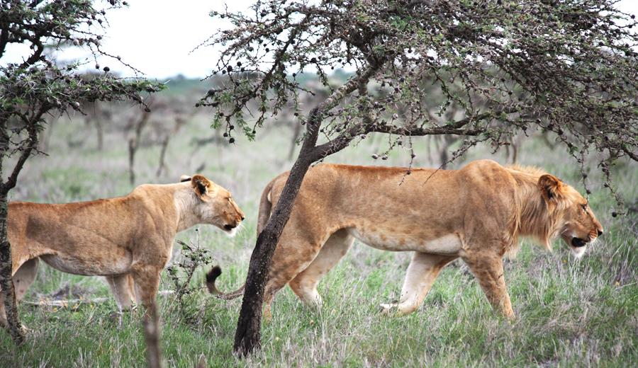 ¿Puede una hormiga alterar la vida de un león africano? Un nuevo estudio demuestra que sí