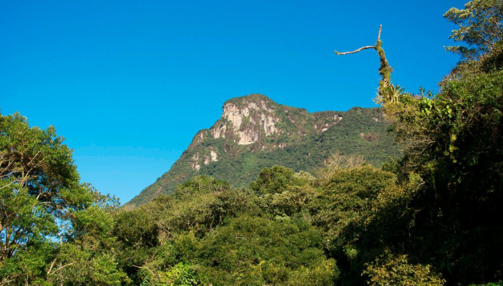 Dos tercios de árboles del Bosque Atlántico en riesgo de extinción