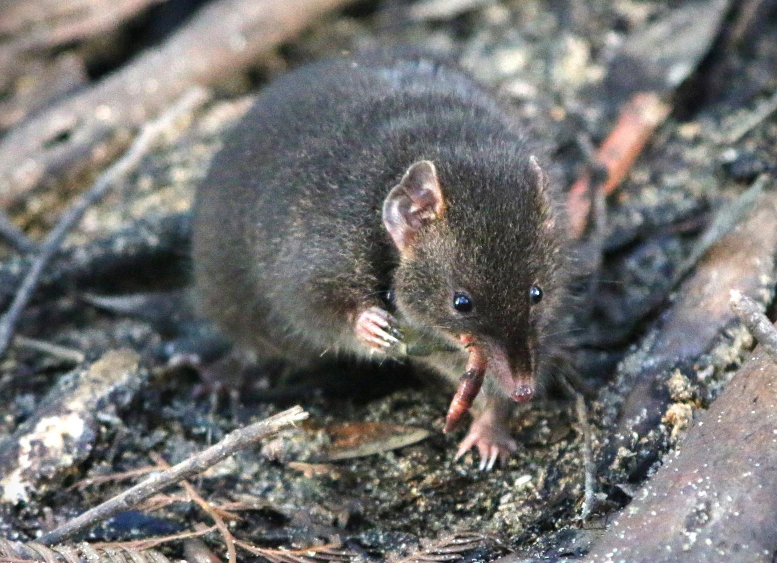 El marsupial que sacrifica horas de sueño por sexo