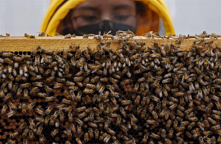 Universidad colombiana patenta una fórmula para proteger a las abejas de los insecticidas