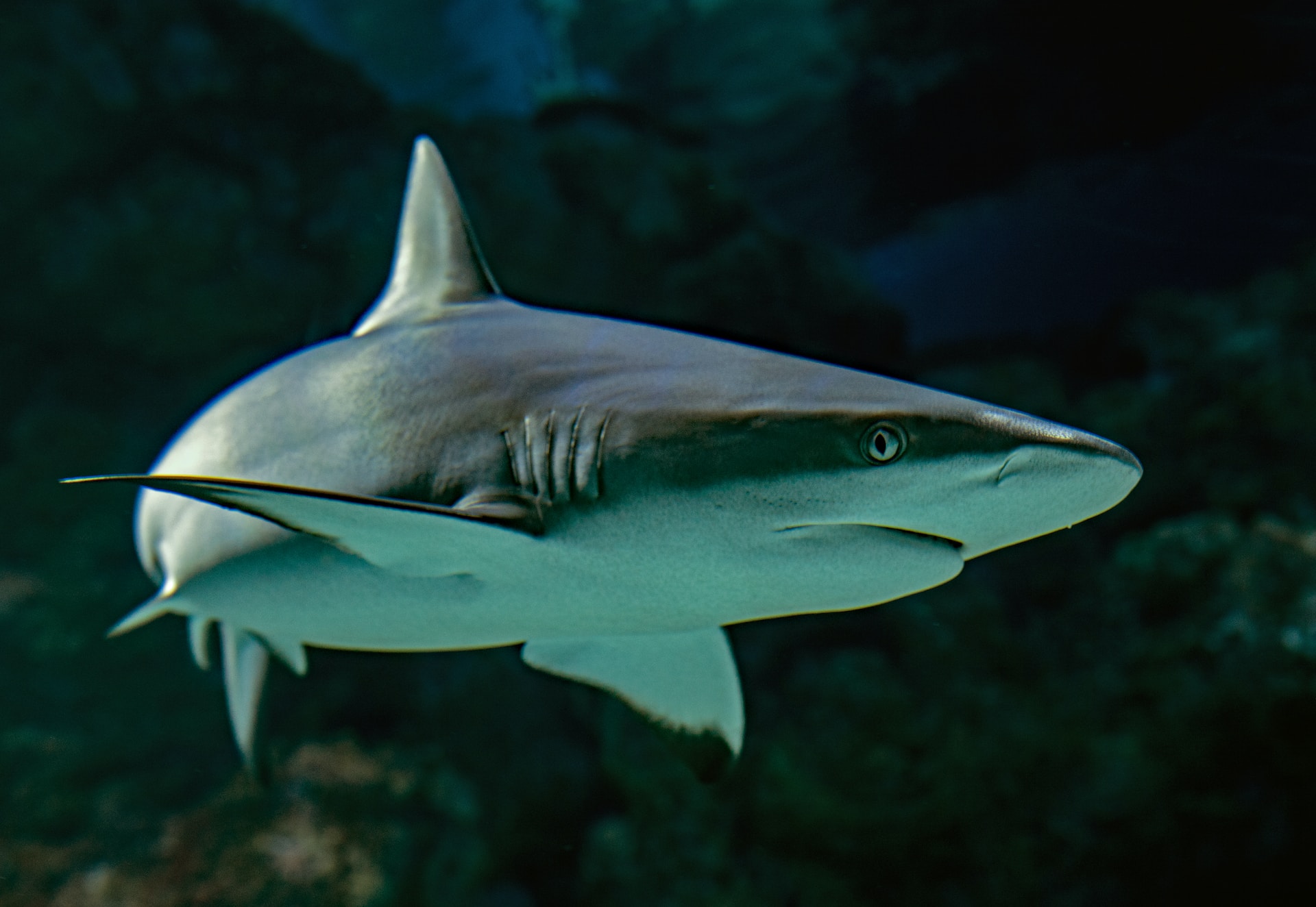 Población de tiburones sigue reduciendo pese a medidas para frenar su pesca