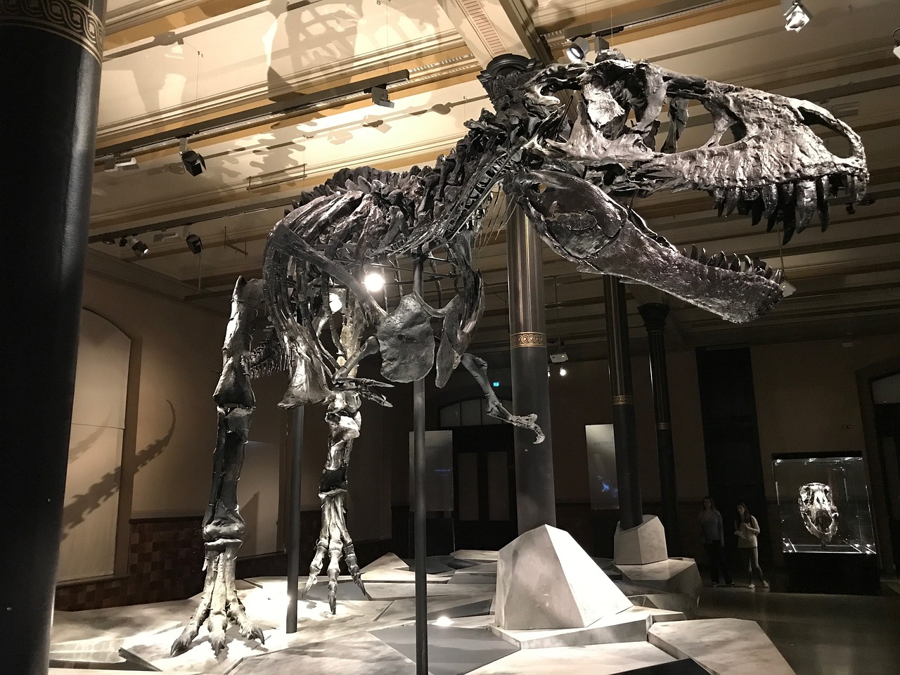 Fósiles de ejemplares jóvenes de T. rex son en realidad otra especie de dinosaurio