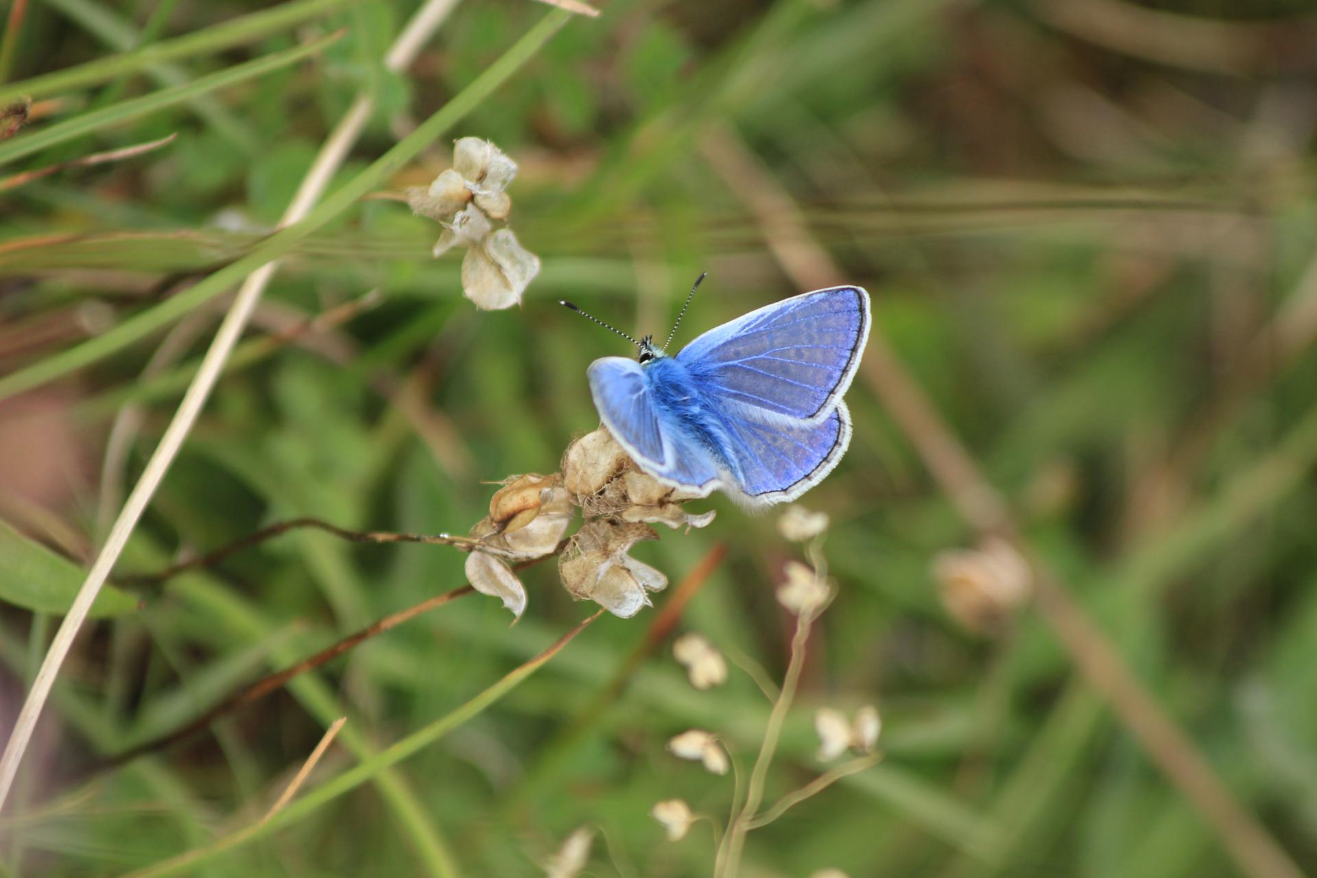 Las mariposas españolas, más expuestas al cambio climático que sus «primas» británicas