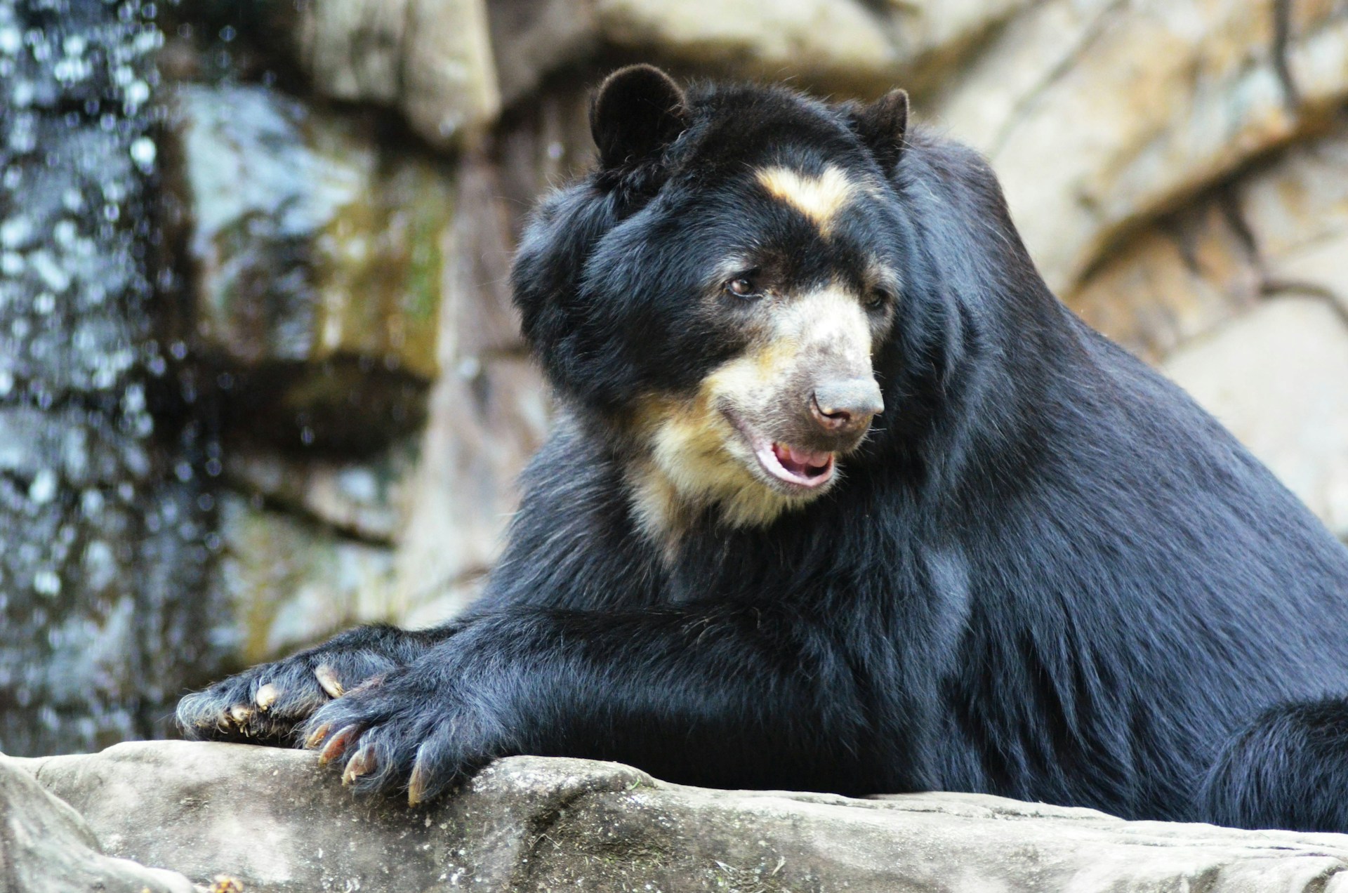 Confirman el primer caso de moquillo canino en un oso andino