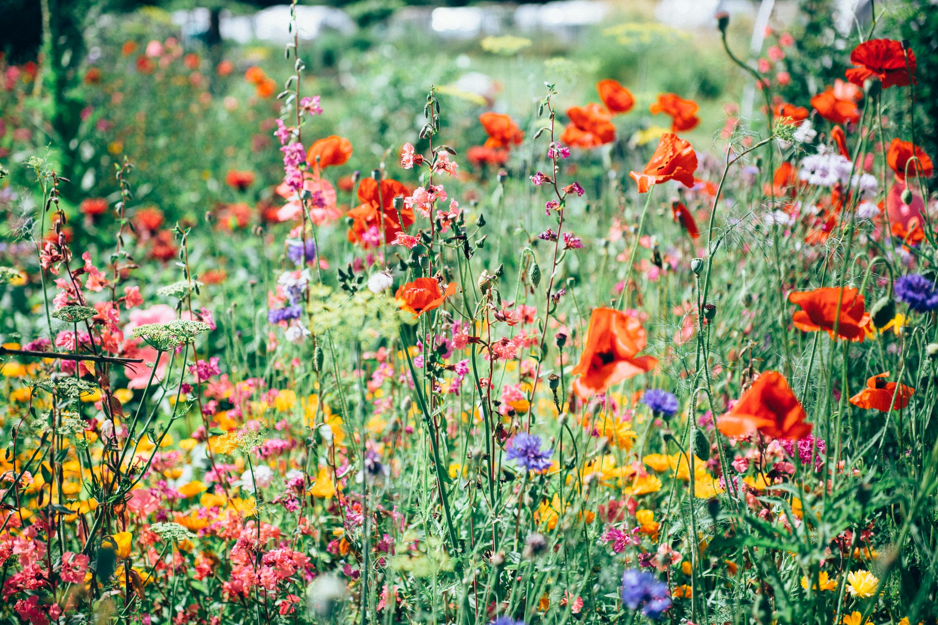 Un estudio de fósiles revela el papel clave de las flores en la evolución de los insectos