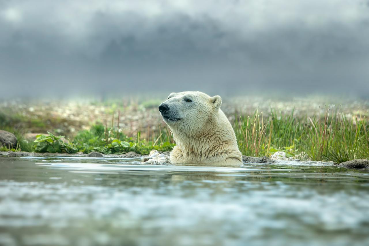 Registran primer caso de oso polar muerto por la gripe aviar