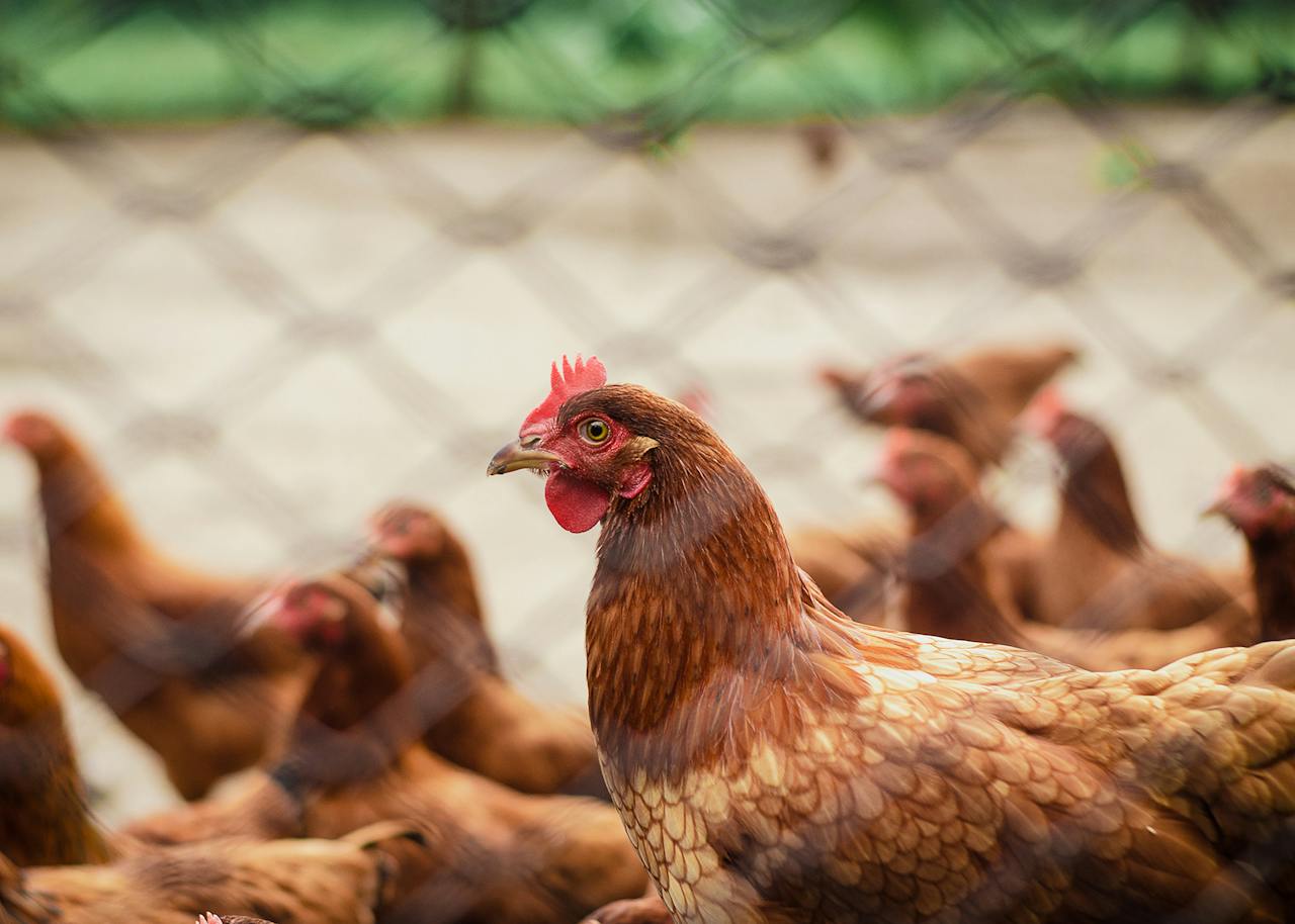 Criaderos de pollos generan resistencia a antimicrobianos