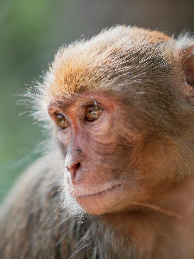 Científicos chinos clonan con éxito un mono rhesus