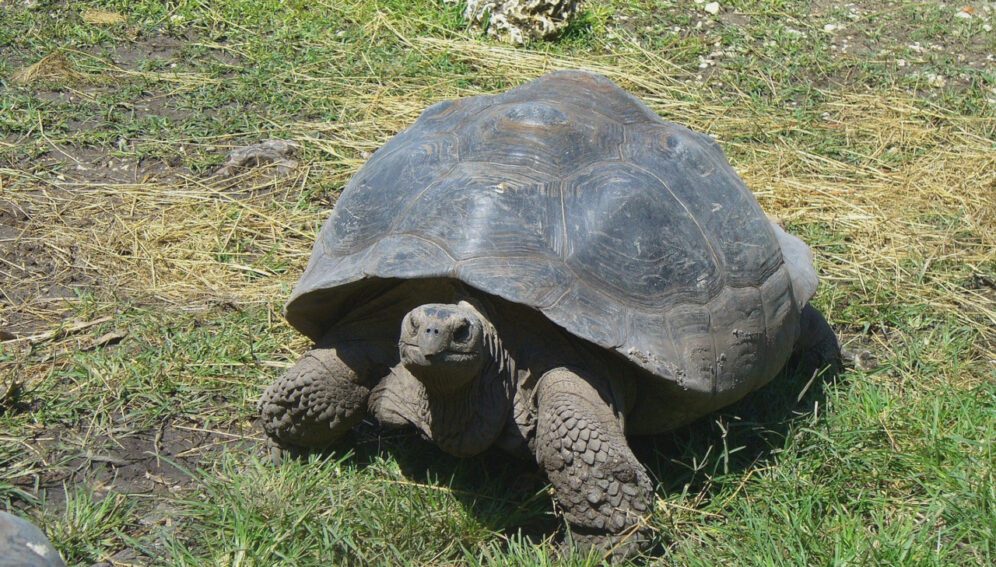 Las cedrelas, un árbol que amenaza la migración de las tortugas gigantes de Galápagos