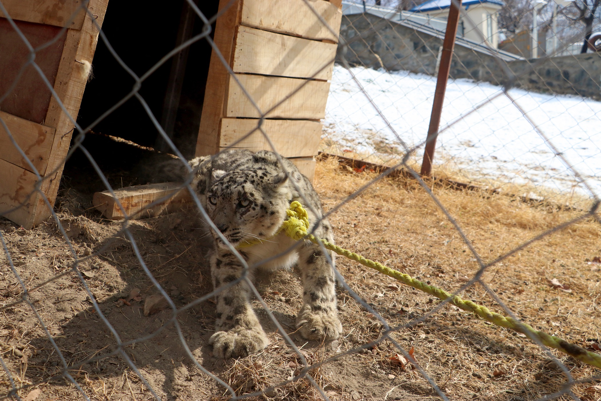 Autoridades de Afganistán capturan un raro ejemplar de leopardo de las nieves