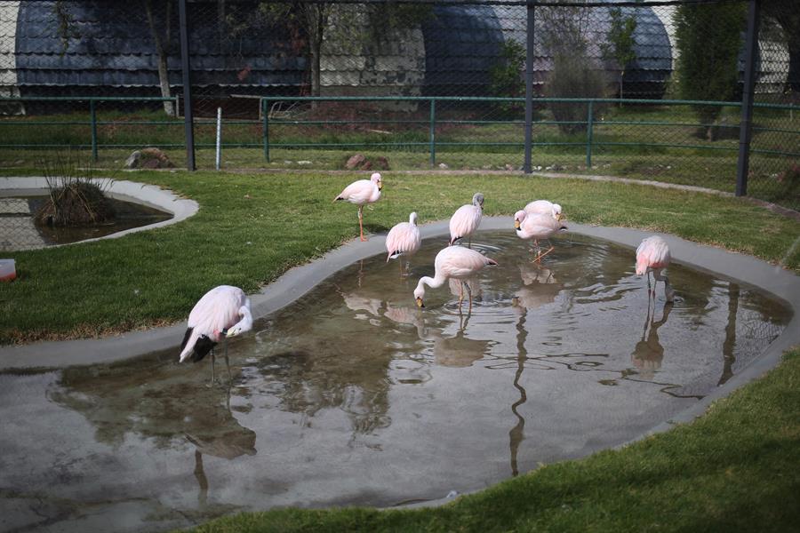 Los esfuerzos de Bolivia para proteger a los flamencos altoandinos