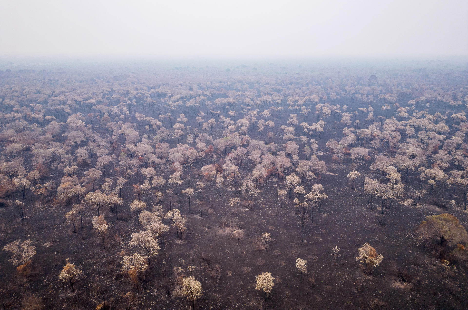 El área destruida por los incendios forestales en Brasil saltó un 260,5 % en enero