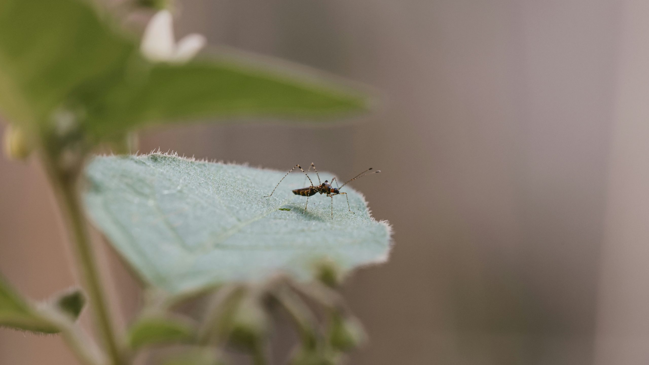 Brasil enfrenta un brote de dengue con más de 260 mil contagios