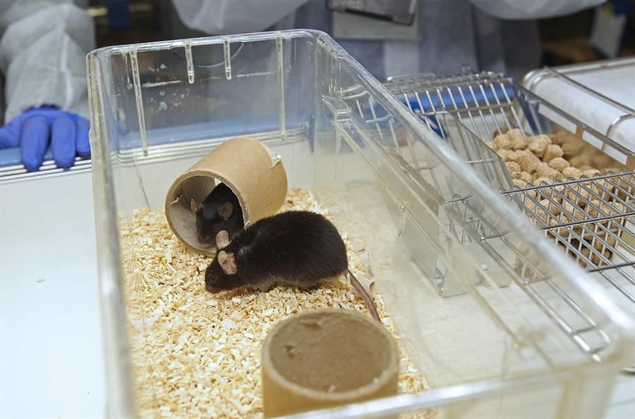 Una técnica en ratones multiplica por cien la potencia de unas células contra el cáncer