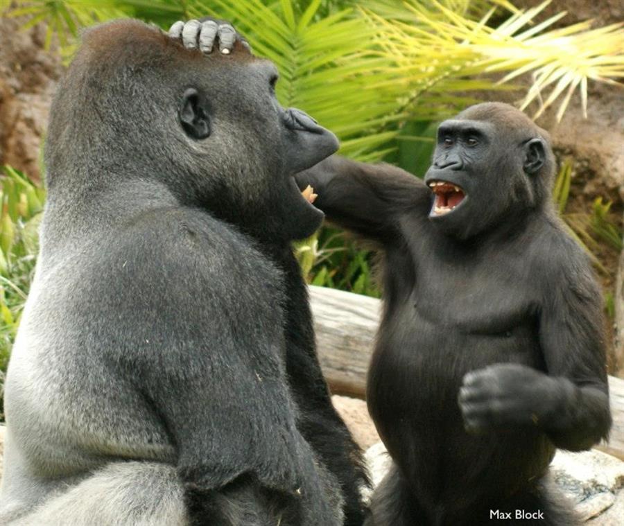 Los grandes simios, como los humanos, provocan a sus compañeros en broma