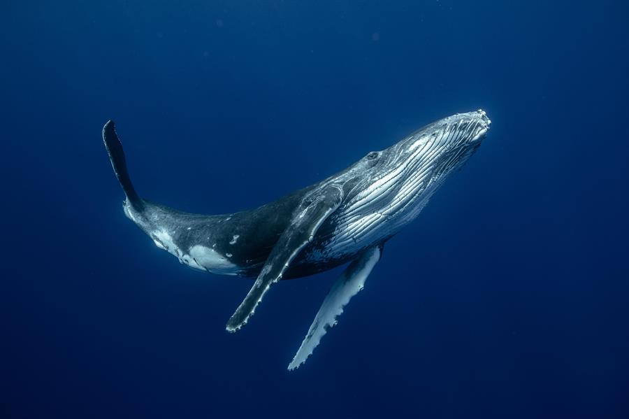 ¿Qué hace que canten las ballenas?