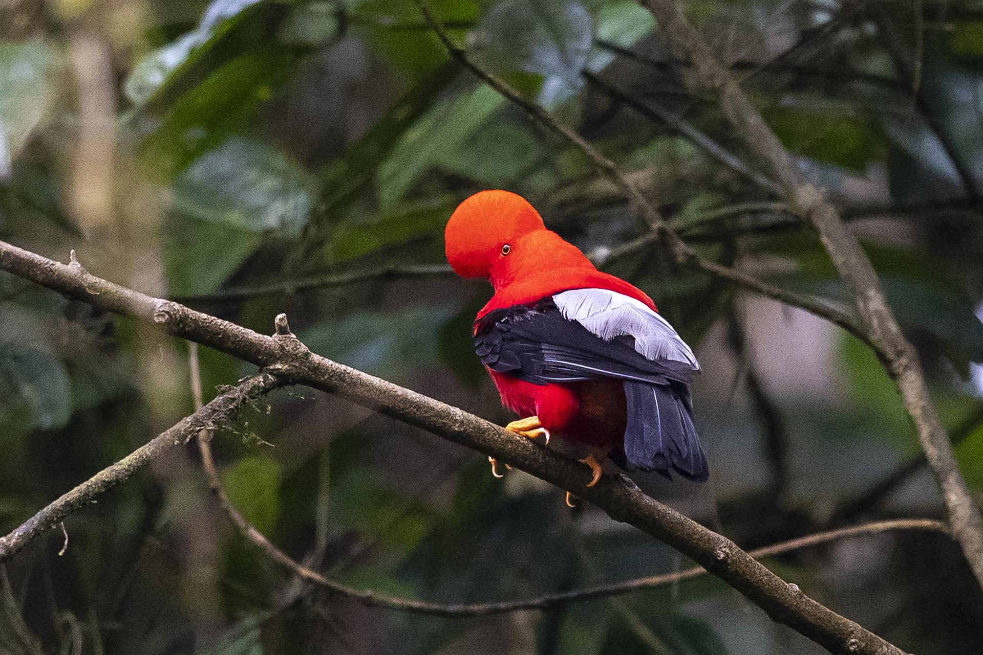 Perú, el país con la mayor diversidad de aves del mundo