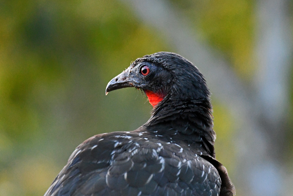 Argentina es un paraíso de aves con casi mil especies