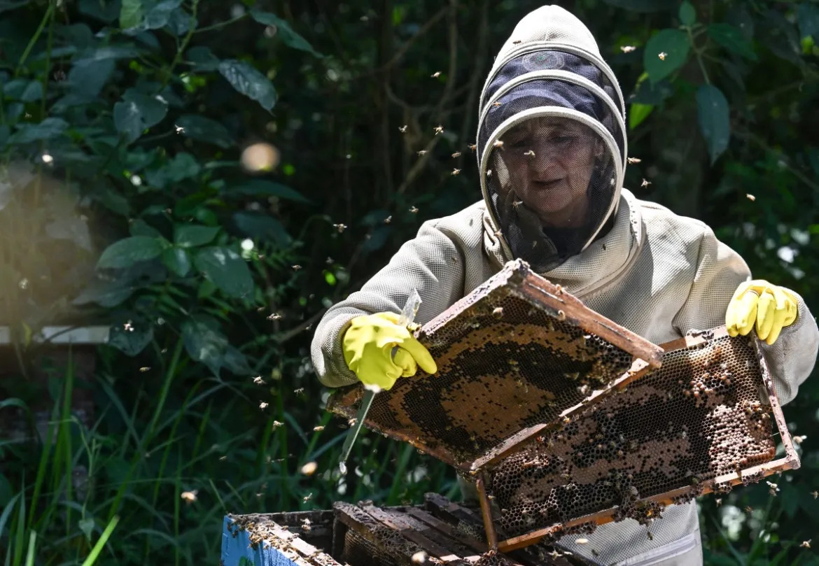 En Colombia transforman la madera de tala ilegal en colmenas para abejas