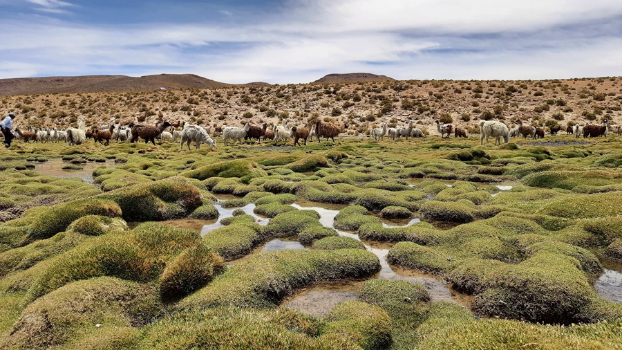 Los bofedales, diminutos oasis amenazados por la sequía