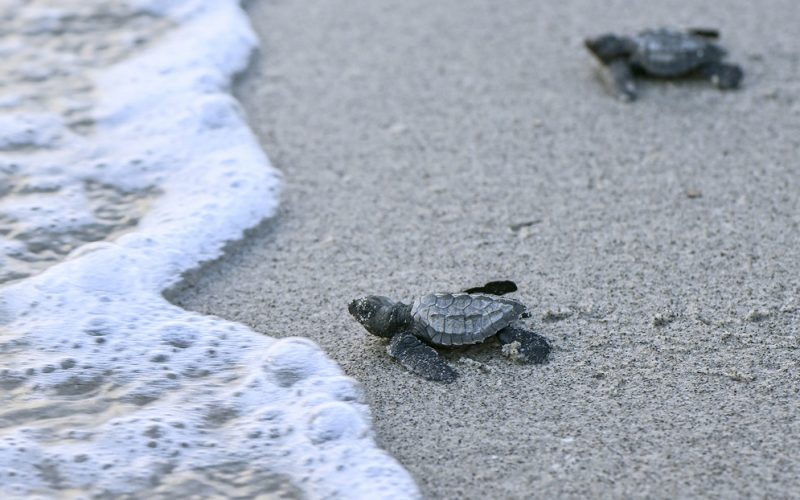 Una ONG panameña promueve la protección de las tortugas marinas