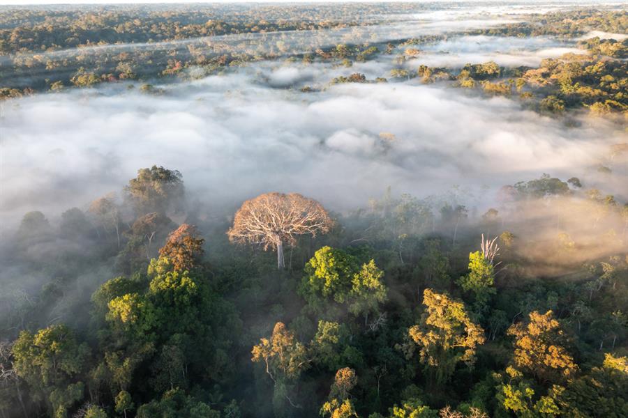 La mitad de la Amazonía puede desaparecer en 2050