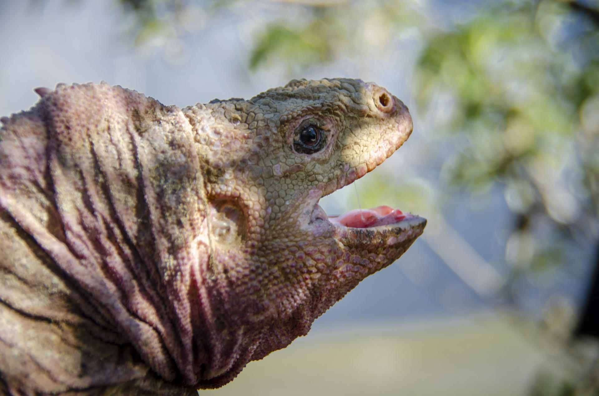 Descubren un nuevo herpes en la iguana rosada de Galápagos, una especie en peligro crítico