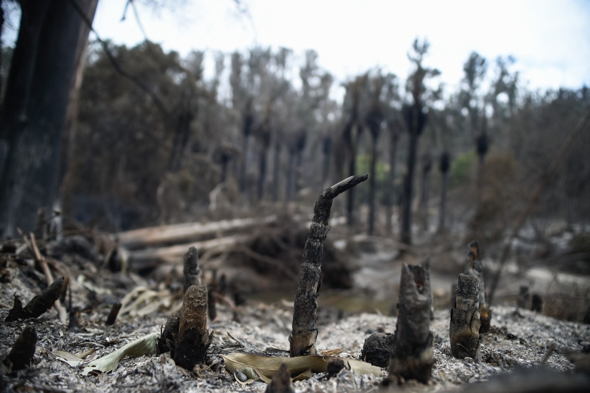 El mayor jardín botánico de Chile respira malherido tras los incendios