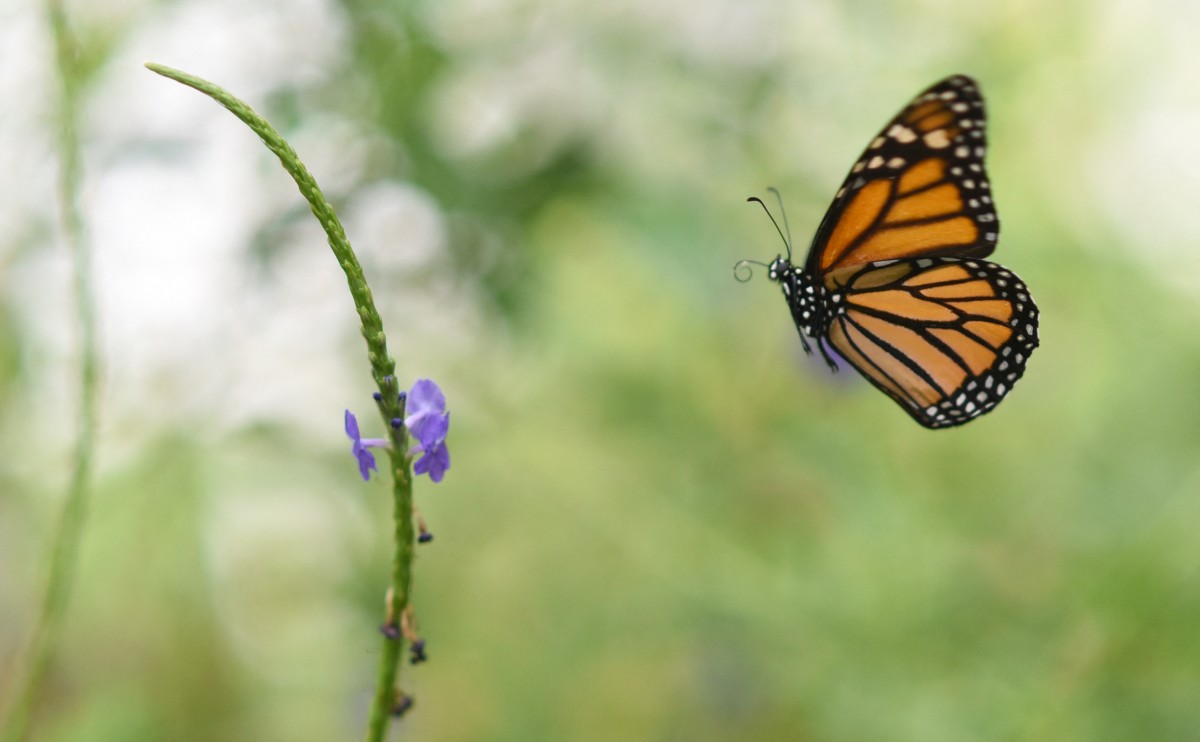 Cae 59% la zona ocupada por mariposas monarca en México