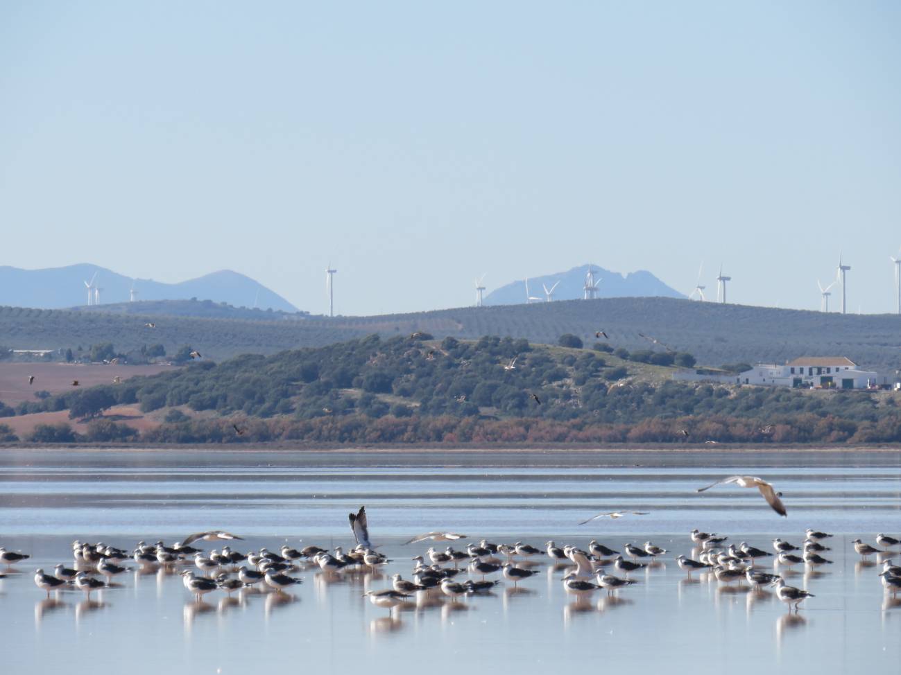 Las gaviotas trasladan cientos de kilos de plástico de los vertederos a reservas naturales