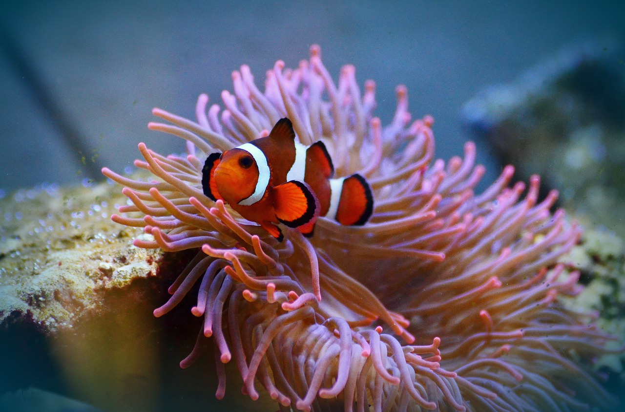 El pez payaso cuenta las franjas de otros peces para determinar su nivel de amenaza