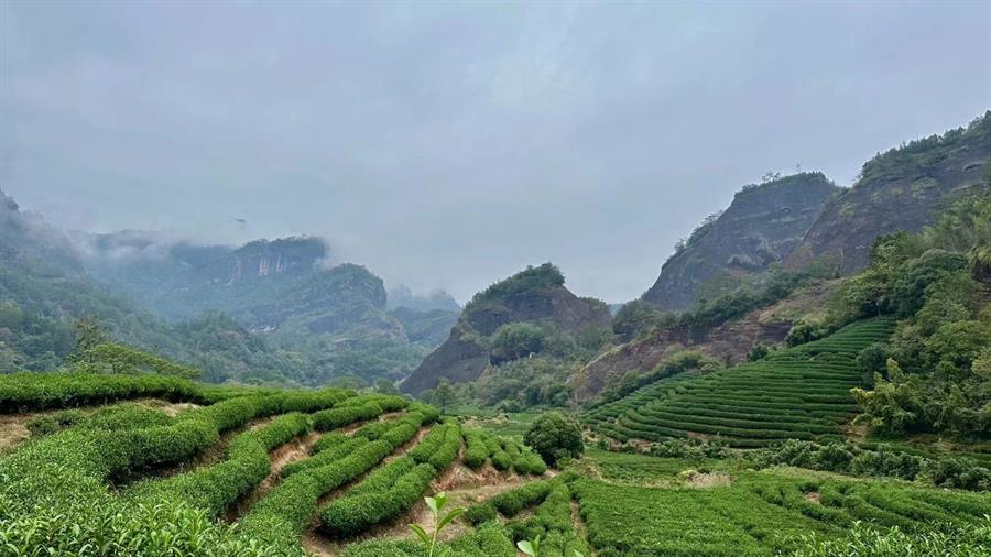 Los microbios que albergan las raíces de la planta del té determinan su calidad