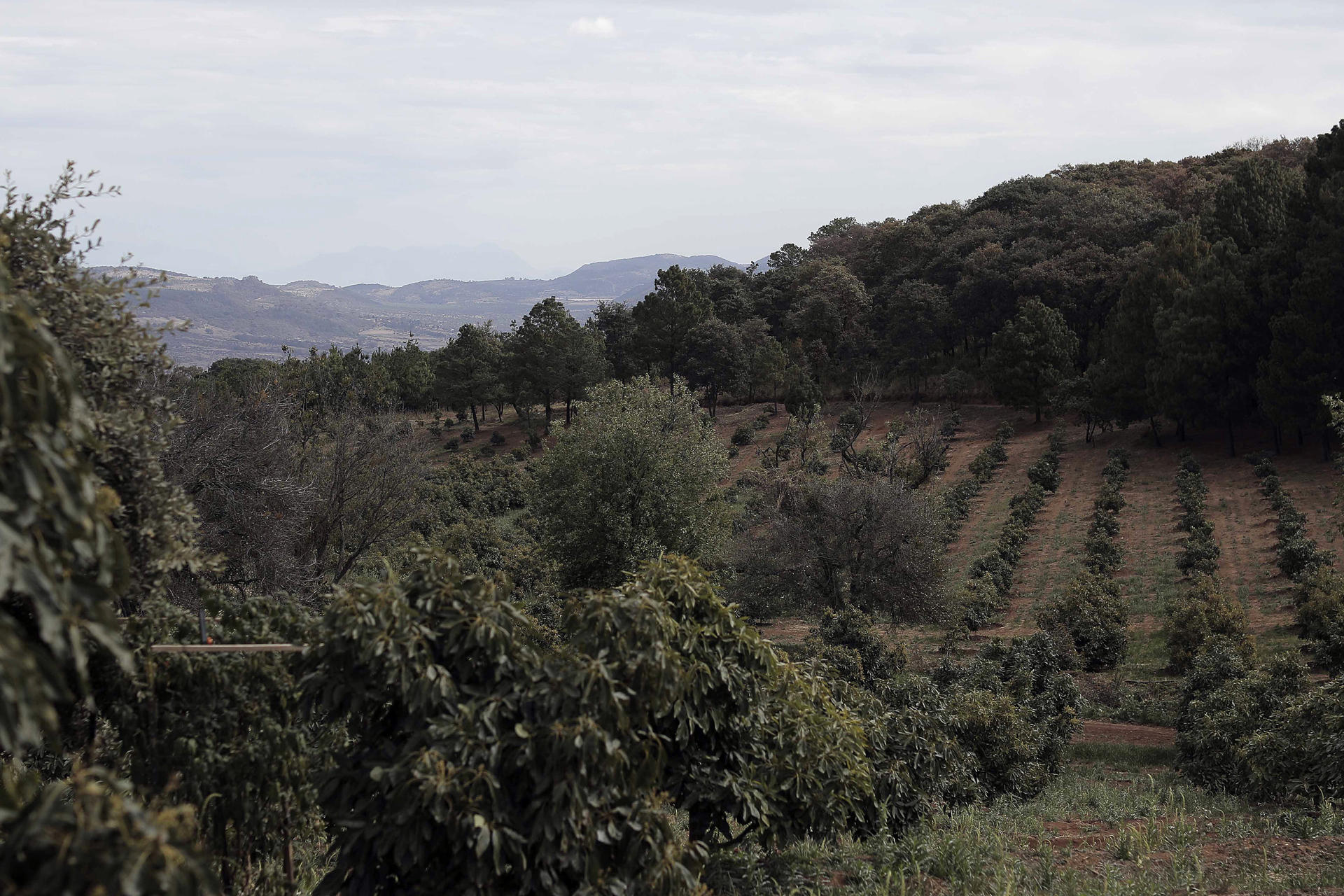 El aguacate de Michoacán, al límite por el apetito voraz de Estados Unidos