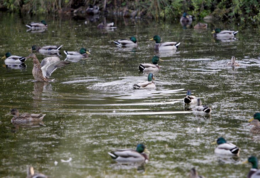 Más de la quinta parte de las especies migratorias corren peligro de extinción, según ONU